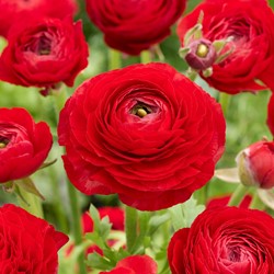 Ranuncolo doppio 'Rosso' (Ranunculus Asiaticus)