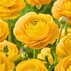 Ranuncolo doppio Giallo - Ranunculus Asiaticus
