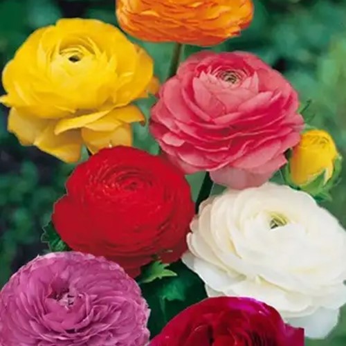 Mix Ranuncolo assortito - Ranunculus