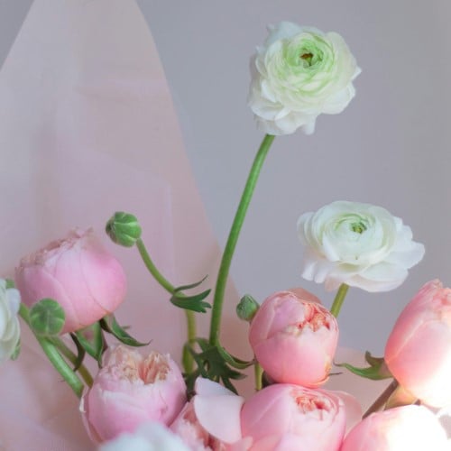 Ranuncolo Bianchi e Rosa mix - Ranunculus asiaticus