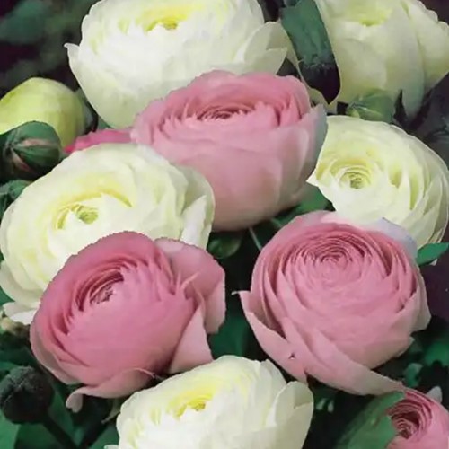 Ranuncolo Bianchi e Rosa mix (Ranunculus Asiaticus)