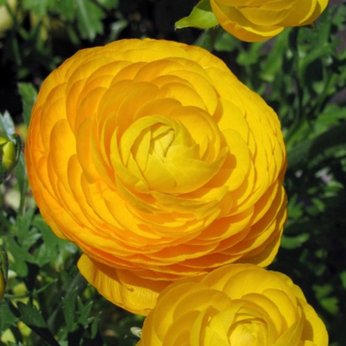Ranuncolo doppio 'Giallo' (Ranunculus Asiaticus)