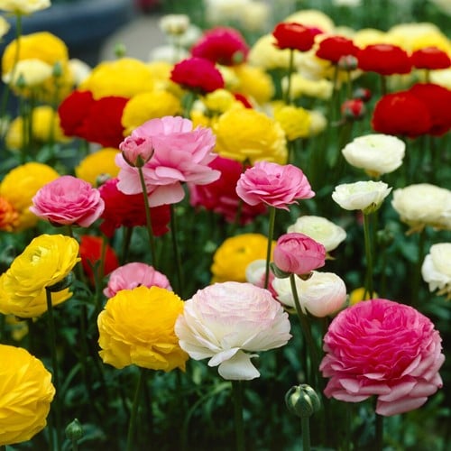 Mix Ranuncolo assortito - Ranunculus