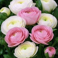 Ranonkels wit & woze mix - Ranunculus