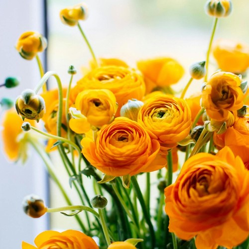 Ranuncolo doppio Arancione - Ranunculus asiaticus