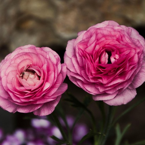 Ranuncolo doppio Rosa - Ranunculus Asiaticus