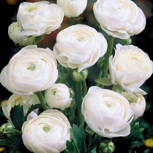 Ranuncolo doppio Bianco - Ranunculus asiaticus