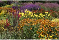 Tuinborder Oranje, Geel, Rood & Paars - Modeste Herwig (30 planten)