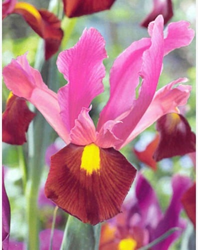Iris hollandica Festa - Giaggiolo