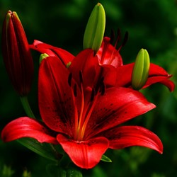 Aziatische Lelie Rood - Lilium Asiaticum