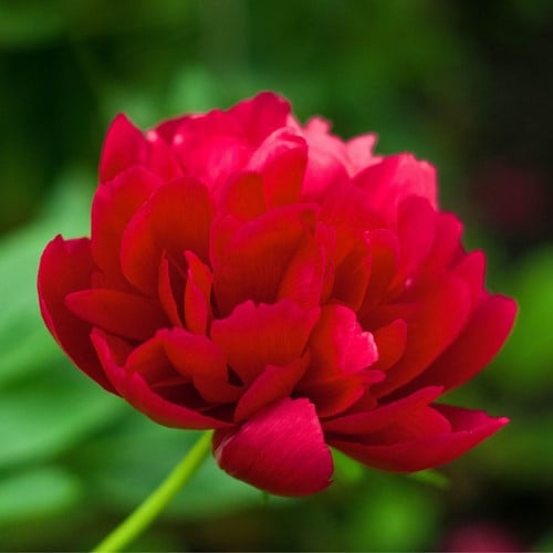 Peonia Red Magic - Paeonia