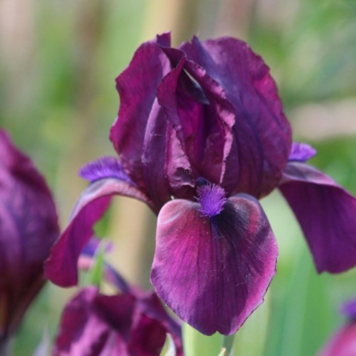 Iris Germanica Red Orchid - Bearded Iris (Six-pack)