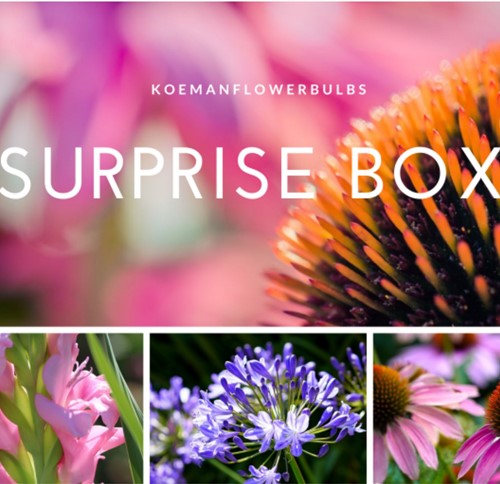 Assortimento bulbi da fiore estivi 'Surprise #1'