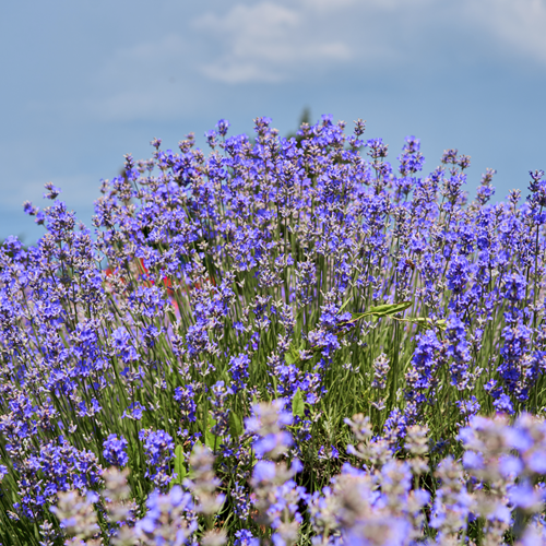 Salvia Russa Blue Shadow - Perovskia atriplicifolia