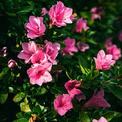 Rhododendron Azalea japonica Anouk – Japanse azalea