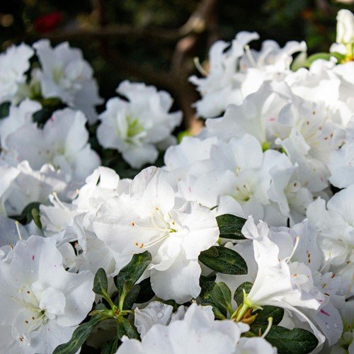 Rhododendron Azalea japonica Maischnee – Witte Japanse azalea