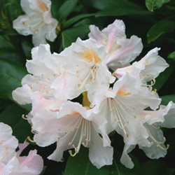Rododendron Cunningham's White - Rhododendron