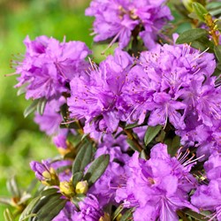 Rhododendron impeditum – Blauwe dwergrododendron