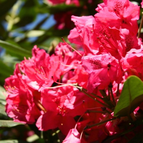 Rododendro 'Nova Zembla' - Rhododendron