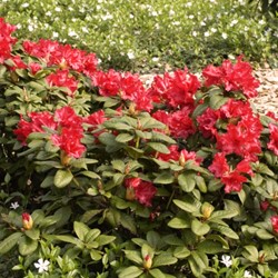 Rododendron Scarlet Wonder - Rhododendron
