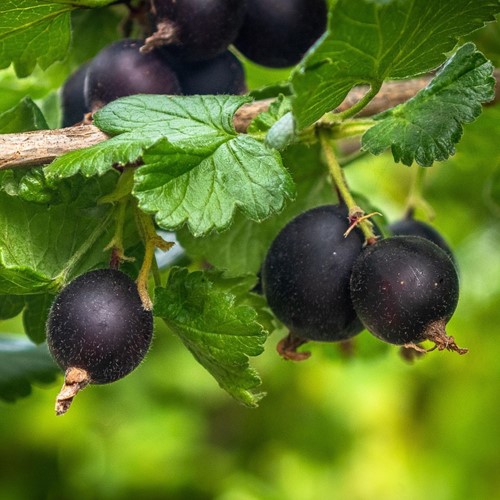 Ribes nidigrolaria Josta