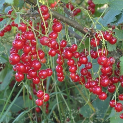 Ribes Rosso 'Jonkheer van Tets' - Ribes Rubrum