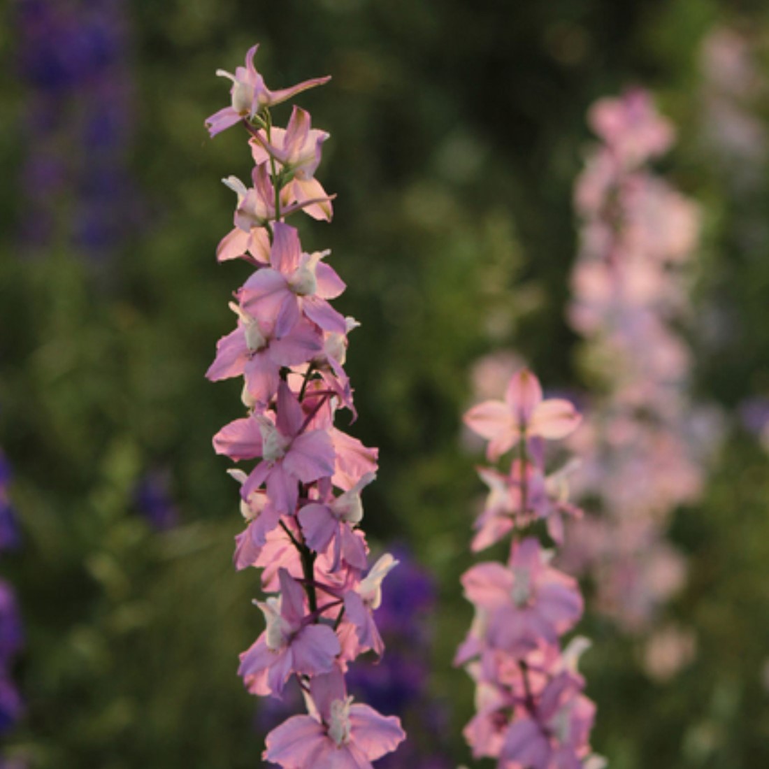Speronella artificiale ALARICO, bianco-viola, 130cm