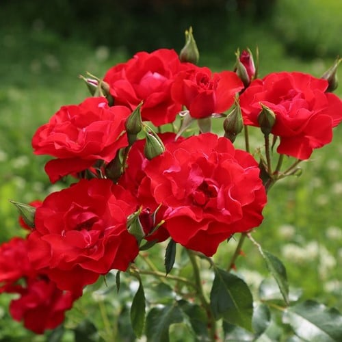 Rosaio Amsterdam – Rosa floribunda