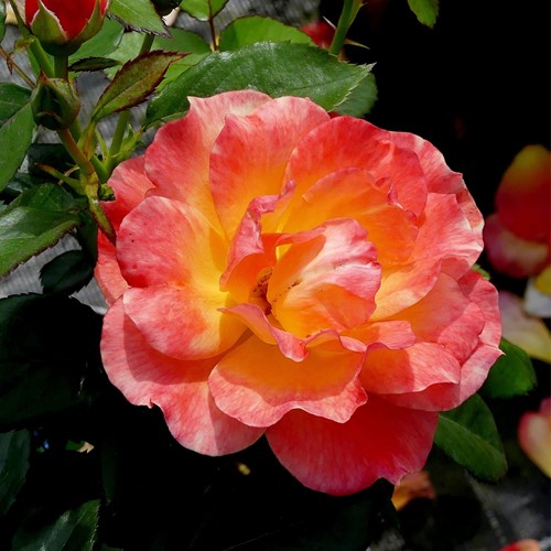 Rosa André Willemse – Rosa a Grandi Fiori