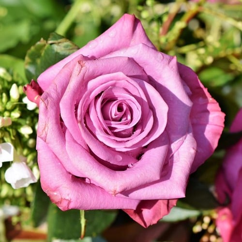 Rosaio Blue River – Rosa a Grandi Fiori