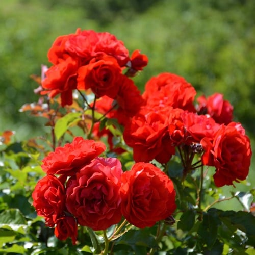 Rosaio Nina Weibull – Rosa floribunda