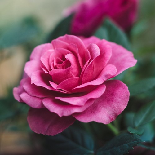 Rosaio Queen Elizabeth - Rosa a Grandi Fiori