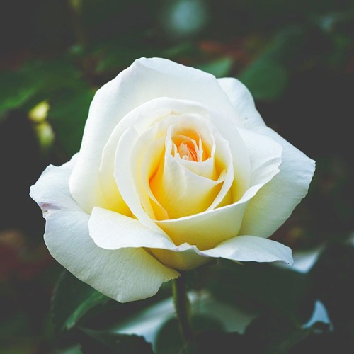 Rosaio White Symphony - Rosa a Grandi Fiori