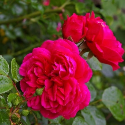 Rosaio ‘Red Leonardo da Vinci’ - Rosa