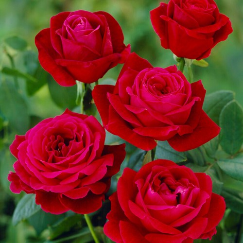 Rosa Mister Lincoln – Rosaio