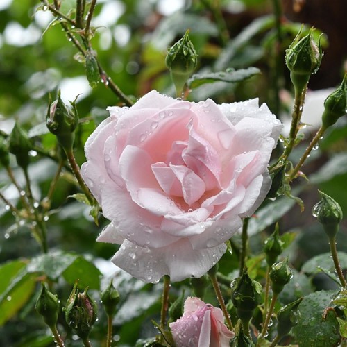 Rosa rampicante New Dawn - Rosaio