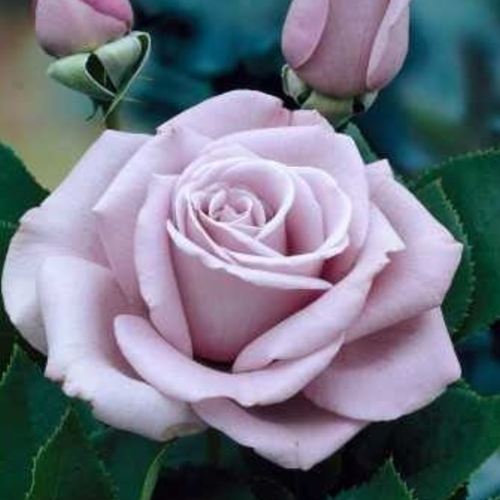 Rosaio Waltz Time – Rosa profumata
