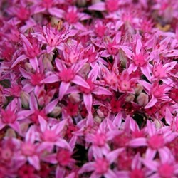 Sedum Spectabile Carl - Borracina