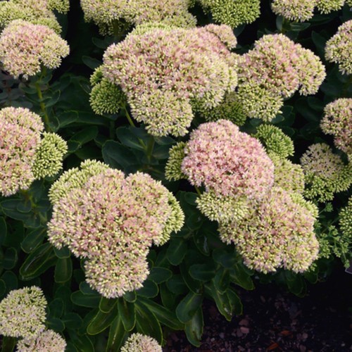 Sedum Spectabile Herbstfreude - Borracina