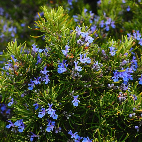 Rosmarino (in vaso) (Rosmarinus officinalis)
