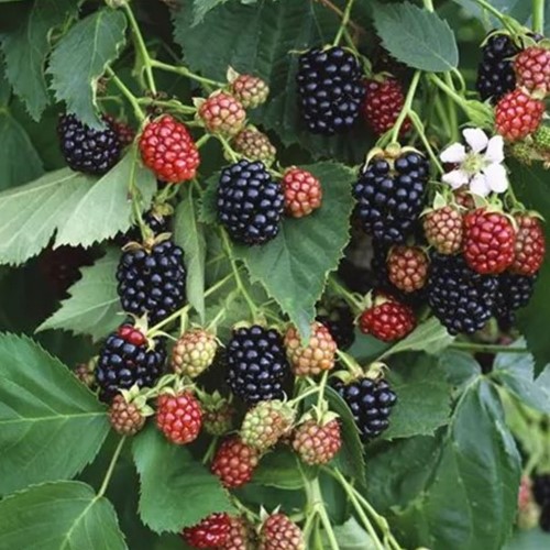 Mora - Rovo Black Satin - Rubus