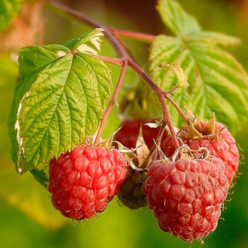 Lampone Malling Promise - Rubus Idaeus