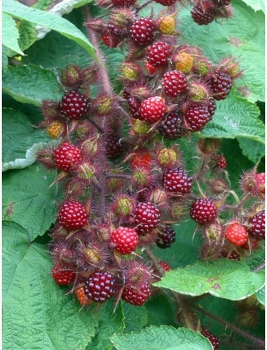 Uva Giapponese - Rubus Phoenicolasius