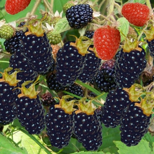 Mora Thornless Evergreen - Rubus