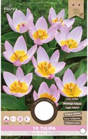 Tulpen Bakeri Lilac Wonder - Tulipa-2