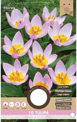 Tulpen Bakeri Lilac Wonder - Tulipa-2