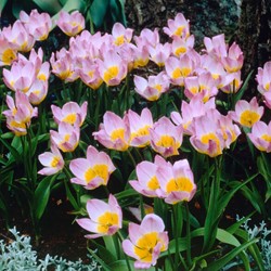 Tulipani Bakeri Lilac Wonder - Tulipa