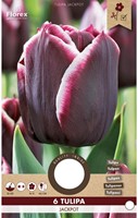 Tulp Jackpot - Tulipa-2