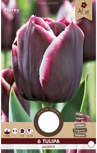 Tulipano Jackpot - Tulipa-2