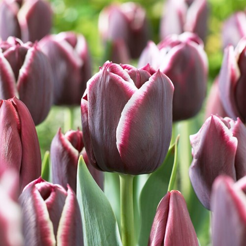 Tulipano Jackpot - Tulipa